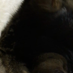 今日のみいちゃん(*^_^*)の画像