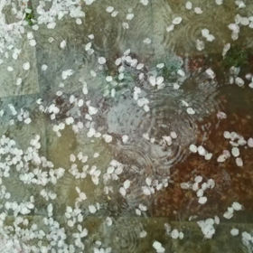 桜模様と水面(模)様の画像