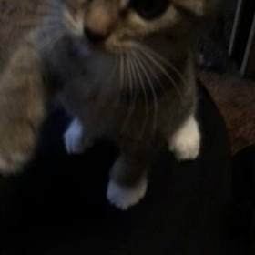 猫あるあるの画像