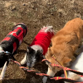 2月7日10わんこと2時間遠足　　代々木公園の画像