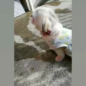 イイコイイコの画像