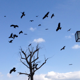 明石公園にトンビ‼︎の画像