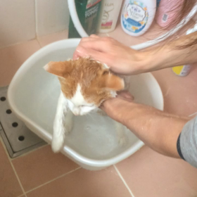 初めてのシャンプー！の画像