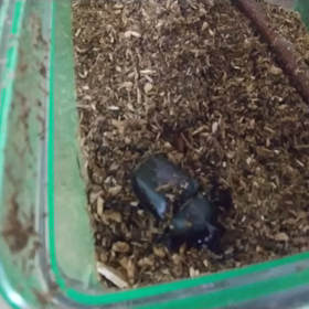 小さくてもイイ。強く生きるんだよ！の画像