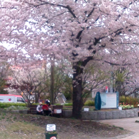 お花見ランチの画像