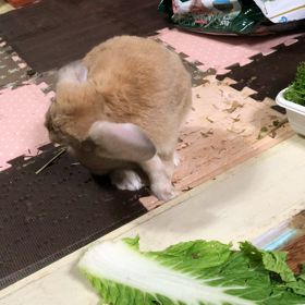 毛づくろいの画像