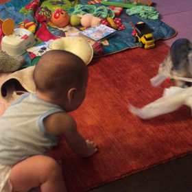 ぺっちゃんと、引っ張りあっこ。の画像