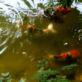 だいこんデケーの画像