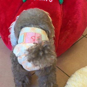 トマトとイチゴの画像