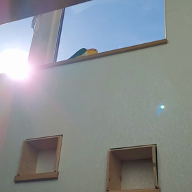 シロハラインコのムーンwalkの画像