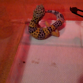 女の子が欲しくなるの画像