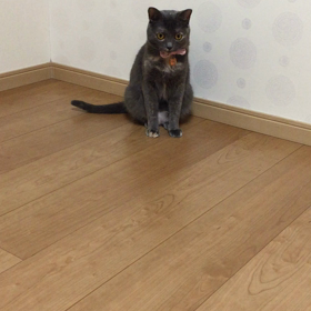 ニャッチボール♡の画像