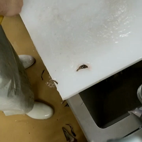 本職は魚屋さんです2の画像