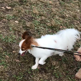 ♪お散歩動画♪代々木公園♪の画像