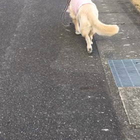 タロットママの今日のカード(タロットSORA)の画像