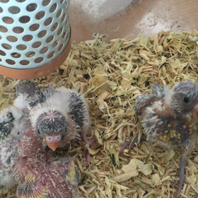 羽衣セキセイの雛の画像