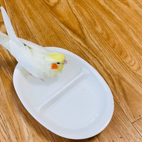 ハイジ、初めてのプール&水浴びについての画像