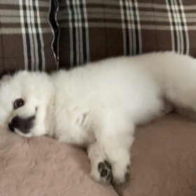 何してるのかなの画像