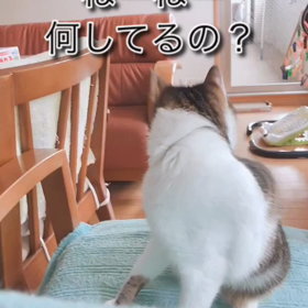 休館日と休肝日！PayPay 10%OFF。ラーメン好きな保護猫デール動画。の画像