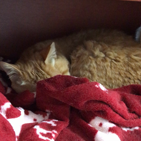 けさの わかちゃんの画像