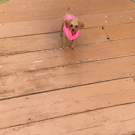 わんわんわんわん1の画像