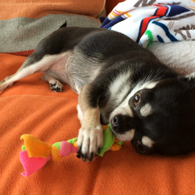 朝の歯磨きの画像