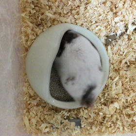 小さなハムスターの　くるくるの画像