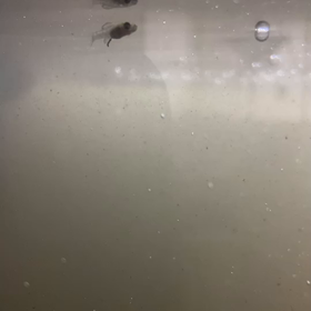 わー！！の画像