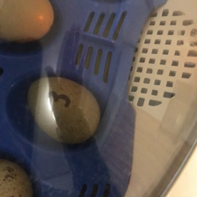 ヒメウズラの孵化、もうすぐですの画像