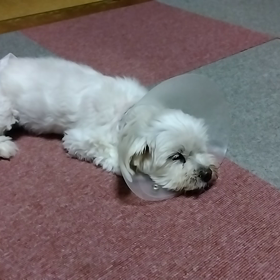 チョコイビキかいて爆睡中！の画像