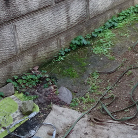 マールの興奮の画像