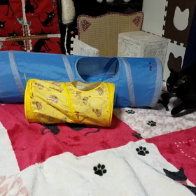 ワッキャー！の画像