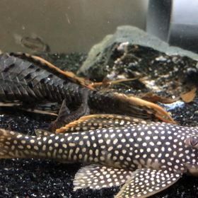 日差しが照りつけて⤵️の画像