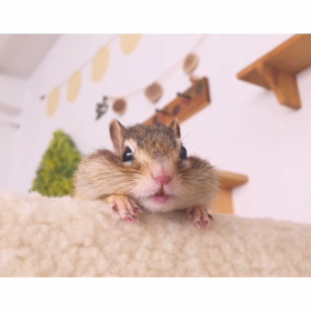 冬はのんびりシマリスさん♪の画像