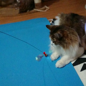 寒い朝でもルナは元気の画像