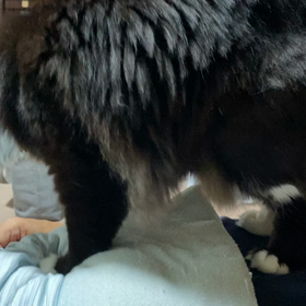 朝一フミフミ(*ˊૢᵕˋૢ*)の画像