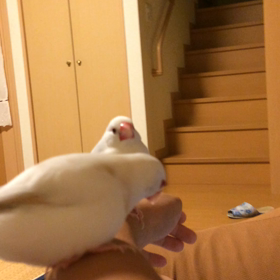 マザコンのヒメくんの動画の画像