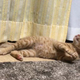 ぎん！命名す！の画像