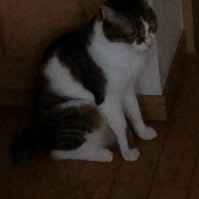 ヨガとは…コロナ禍での心のイライラ。の画像