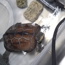 夏は　今から本番のはず…の画像