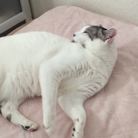 猫あるあるの画像