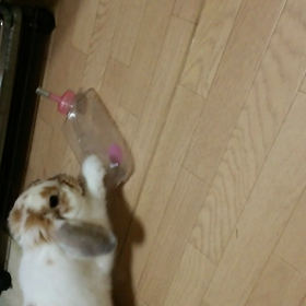 ボトルをぶん投げるメルモの画像