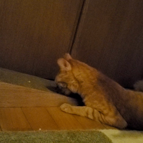 またたびの画像