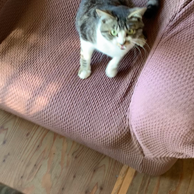 きゃわいい〜の画像