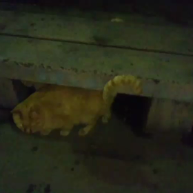 ノラちゃんに子供が･･･の画像