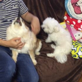 必死なぽめの画像