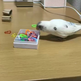 ポイポイ遊びの画像