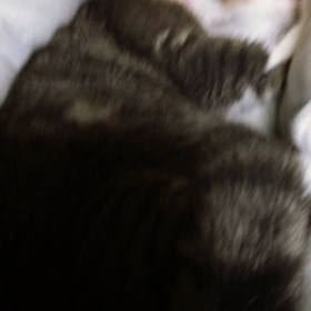 モミモミモミモミの画像