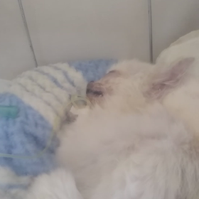 頑張っていますが……とても危ない状態です❢❢の画像