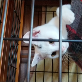 里親募集開始しました！(リブログ歓迎)の画像